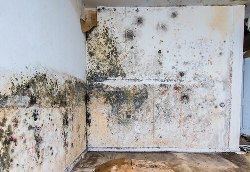 gutter damage growing mold - rain carriers rva